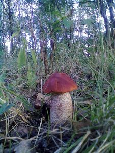 Klikni pro velký obrázek