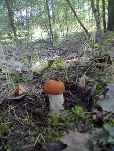 Klikni pro velký obrázek