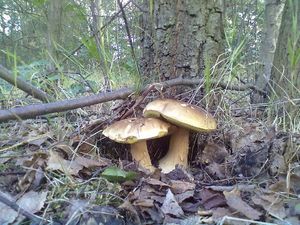 Klikni pro velký obrázek