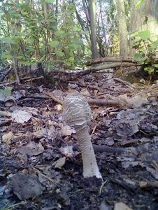 Klikni pro velký obrázek