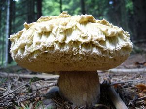 Klikni pro velký obrázek