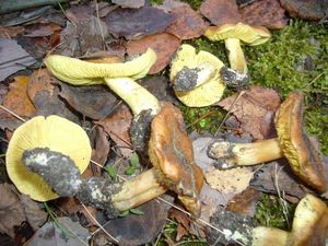 Klikni pro velký obrázek