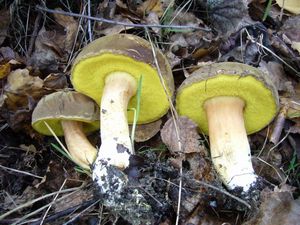 Klikni pro velký obrázek