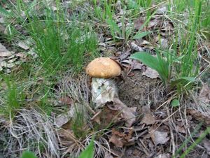 Klikni pro velký obrázek