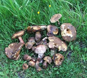 Klikni pro velký obrázek