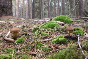 Klikni pro velký obrázek