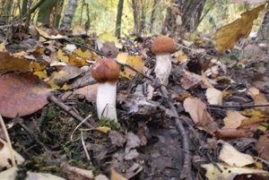 Klikni pro velký obrázek