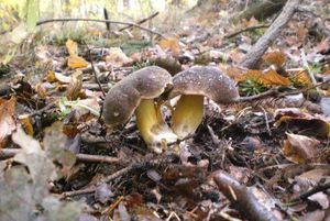 Klikni pro velký obrázek