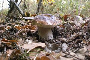 Klikni pro velký obrázek