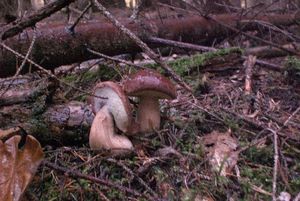 Klikni pro velký obrázek