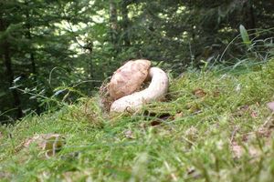 Klikni pro velký obrázek