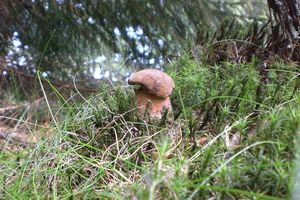 Klikni pro velký obrázek