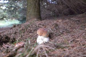 Klikni pro velký obrázek