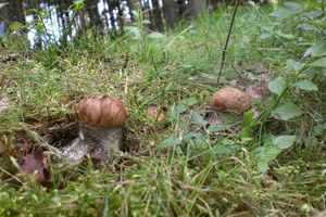 Klikni pro velký obrázek