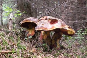 Klikni pro velký obrázek