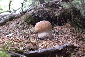 Klikni pro velký obrázek