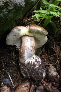 Klikni pro velký obrázek