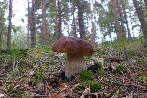 Klikni pro velký obrázek