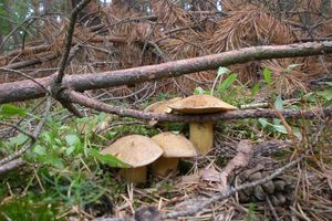 Klikni pro velký obrázek