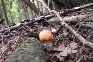 Klikni pro velký obrázek