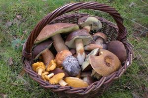 Klikni pro velký obrázek