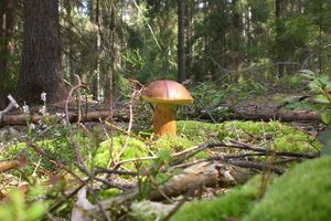 Klikni pro velký obrázek