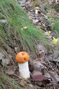 Klikni pro velký obrázek