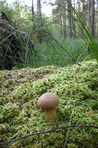 Klikni pro velký obrázek