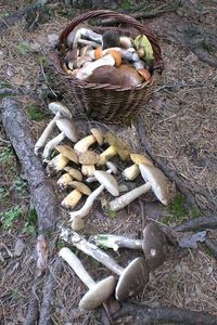 Klikni pro velký obrázek