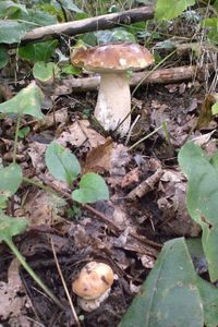 Klikni pro velký obrázek