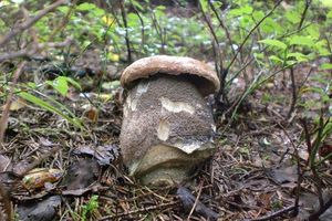 Klikni pro velký obrázek