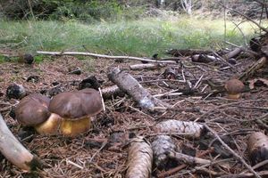 Klikni pro velký obrázek