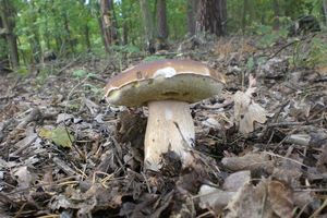 Klikni pro velký obrázek