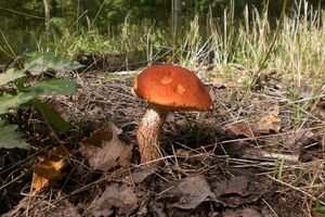 Klikni pro velký obrázek