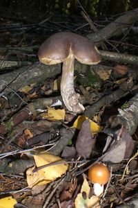 Klikni pro velký obrázek