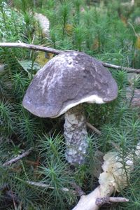 Klikni pro velký obrázek