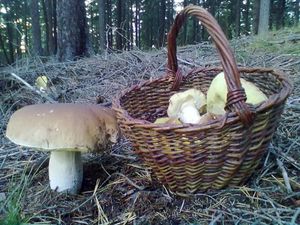 Klikni pro velký obrázek