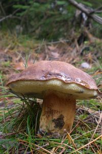 Klikni pro velký obrázek