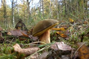 Klikni pro velký obrázek