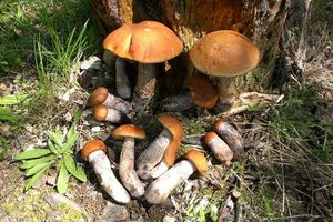 Klikni pro velký obrázek