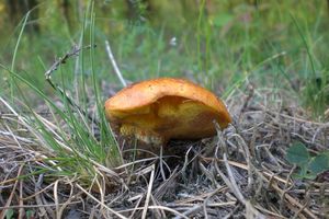 Klikni pro velký obrázek