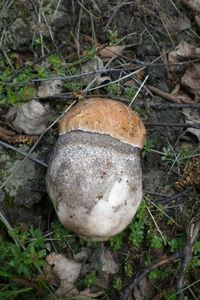 Klikni pro velký obrázek