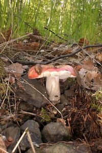 Klikni pro velký obrázek