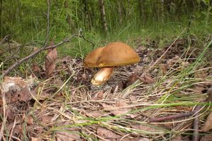 Klikni pro velký obrázek