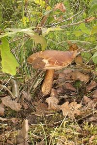 Klikni pro velký obrázek