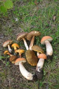 Klikni pro velký obrázek