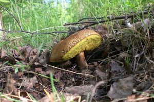 Klikni pro velký obrázek