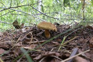 Klikni pro velký obrázek