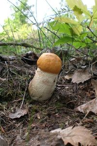 Klikni pro velký obrázek