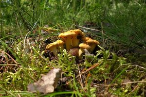 Klikni pro velký obrázek